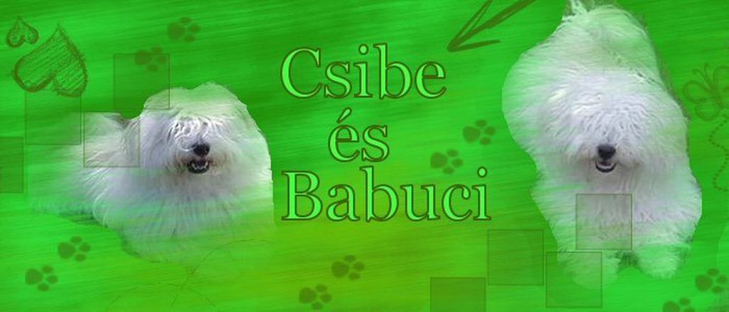 csibe-babuci18